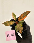 Philodendron 'Orange Princess' 70mm