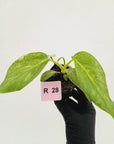 Philodendron giganteum Blizzard - SALE