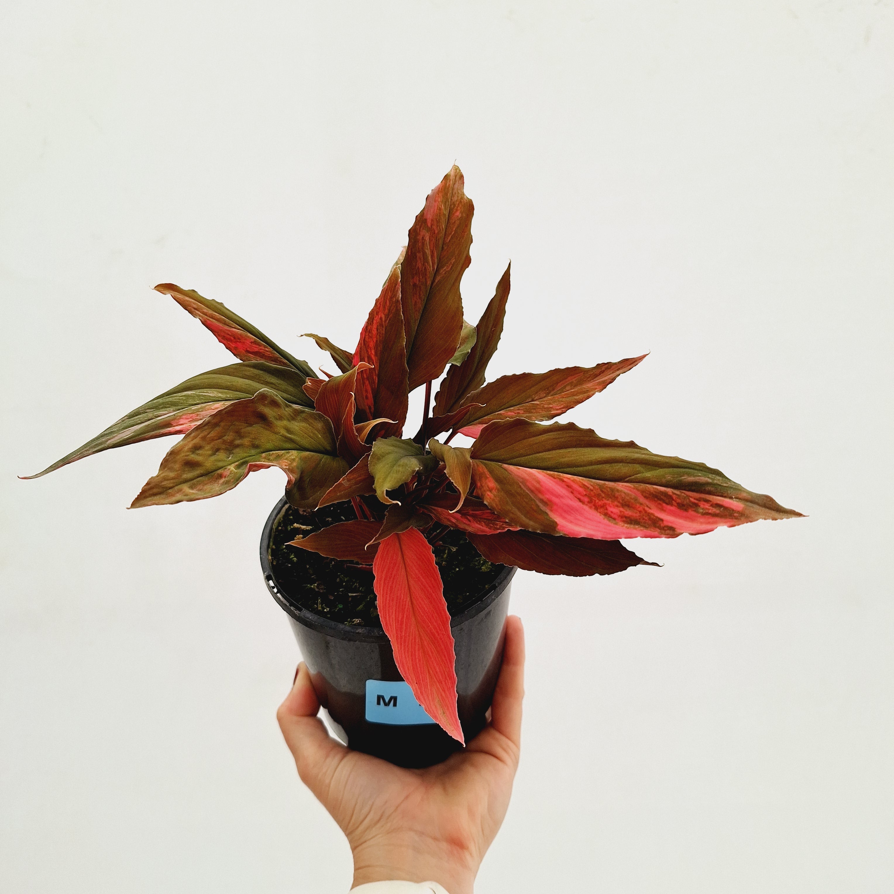 Homalomena Humilis Jungle Satin Variegata