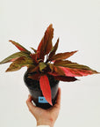 Homalomena Humilis Jungle Satin Variegata