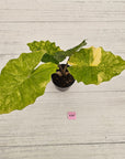 Alocasia Portora Variegata - SALE