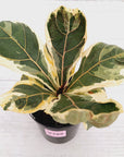 Ficus lyrata Variegata