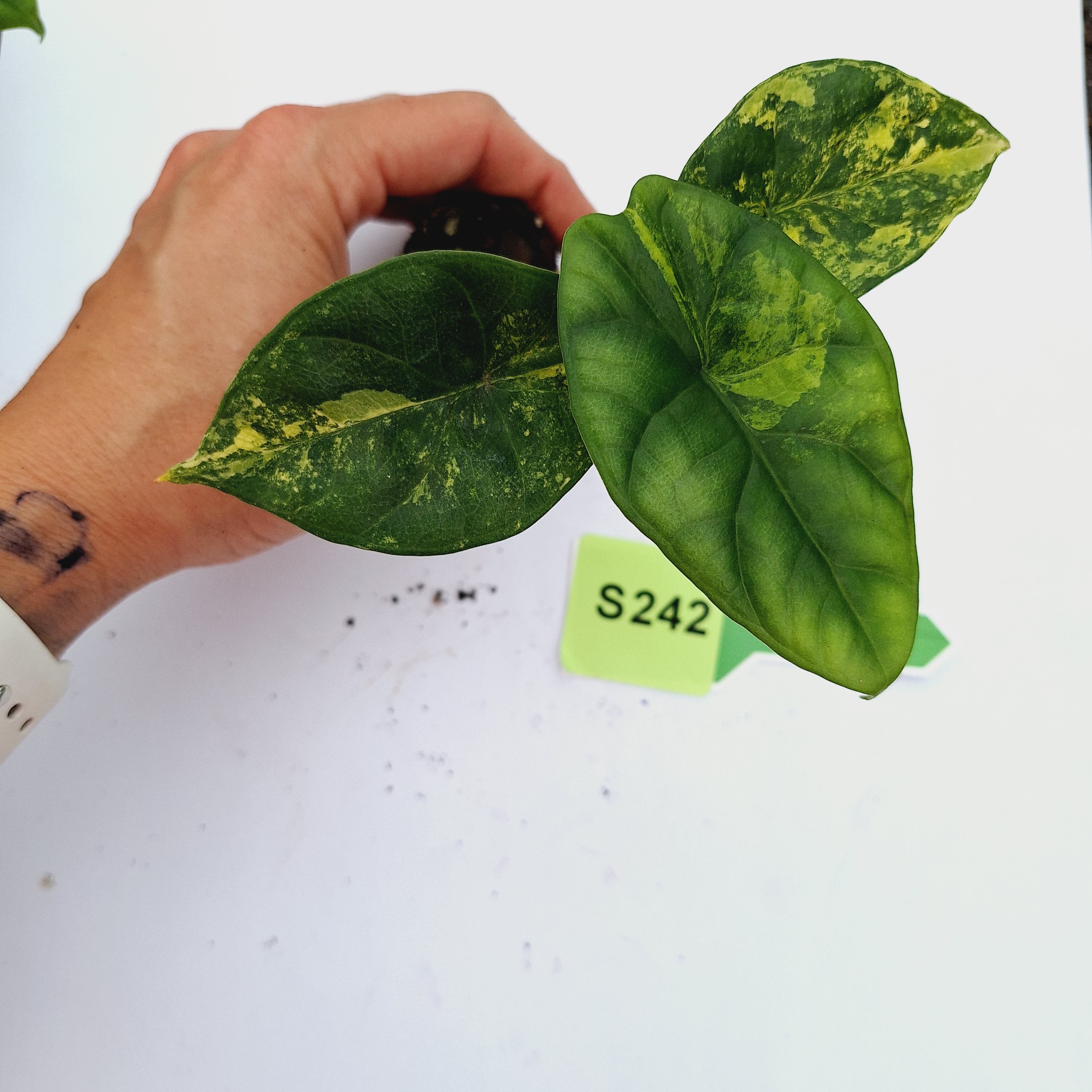 Alocasia sinuata 'Quilted Dream' Variegata - Bare Bottom Baby
