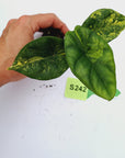 Alocasia sinuata 'Quilted Dream' Variegata - Bare Bottom Baby