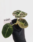 Alocasia reginula 'Black Velvet variegata'- Bare Bottom Baby