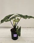 Alocasia ‘Simpo Albo’ Variegata - SALE