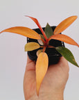 Philodendron 'Orange Princess'