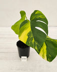 Monstera borsigiana Aurea