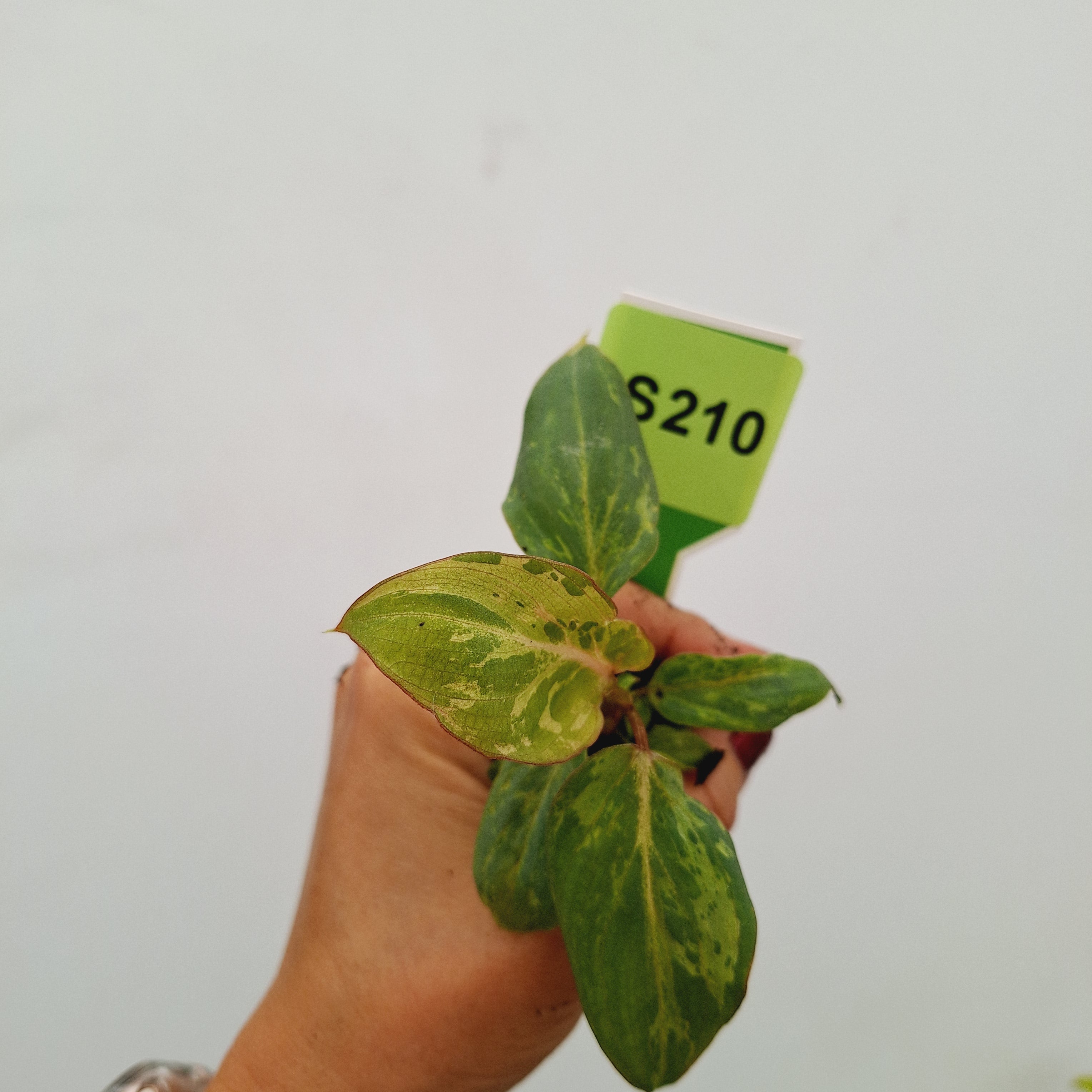 Philodendron gloriosum 'Snow Leopard' - Bare Bottom Baby