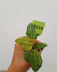 Philodendron gloriosum 'Snow Leopard' - Bare Bottom Baby