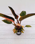 Philodendron 'Rojo Congo Variegated'