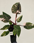 Philodendron 'Pink Princess Galaxy Marble' Sport