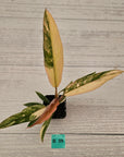 Philodendron serratum 'Caramel Marble' -flash sale