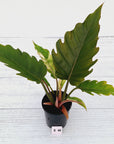 Philodendron serratum Caramel Marble