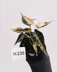 Alocasia Amazonica bambino Variegata