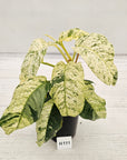 Rhaphidophora puberula variegata