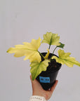 Philodendron bipinnatifidum Variegata
