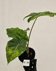 Alocasia Portora Variegata - SALE
