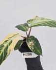 Phyllotaenium lindenii Magnificum Variegata - Bare Bottom Baby