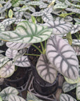 Alocasia baginda 'Silver Dragon'