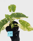 Alocasia Odora 'California Albo'