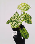 Caladium bicolour NOID