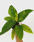 Philodendron imperial green variegata