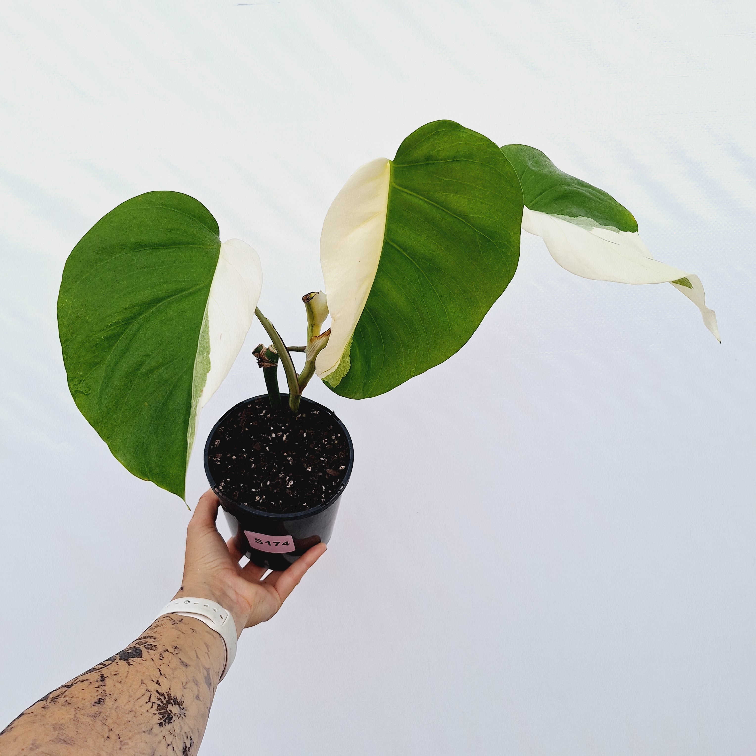 Monstera borsigiana 'Albo'