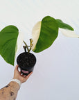 Monstera borsigiana 'Albo'