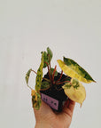 Philodendron billietiae Variegata