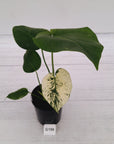 Monstera Deliciosa 'Mint'