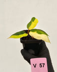 Philodendron pinnatifidum 'Jungle Fever Egg Yolk"