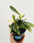 Monstera standleyana 'Cobra'