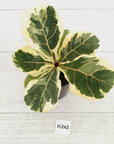 Ficus lyrata Variegata