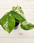 Monstera borsigiana 'Albo'