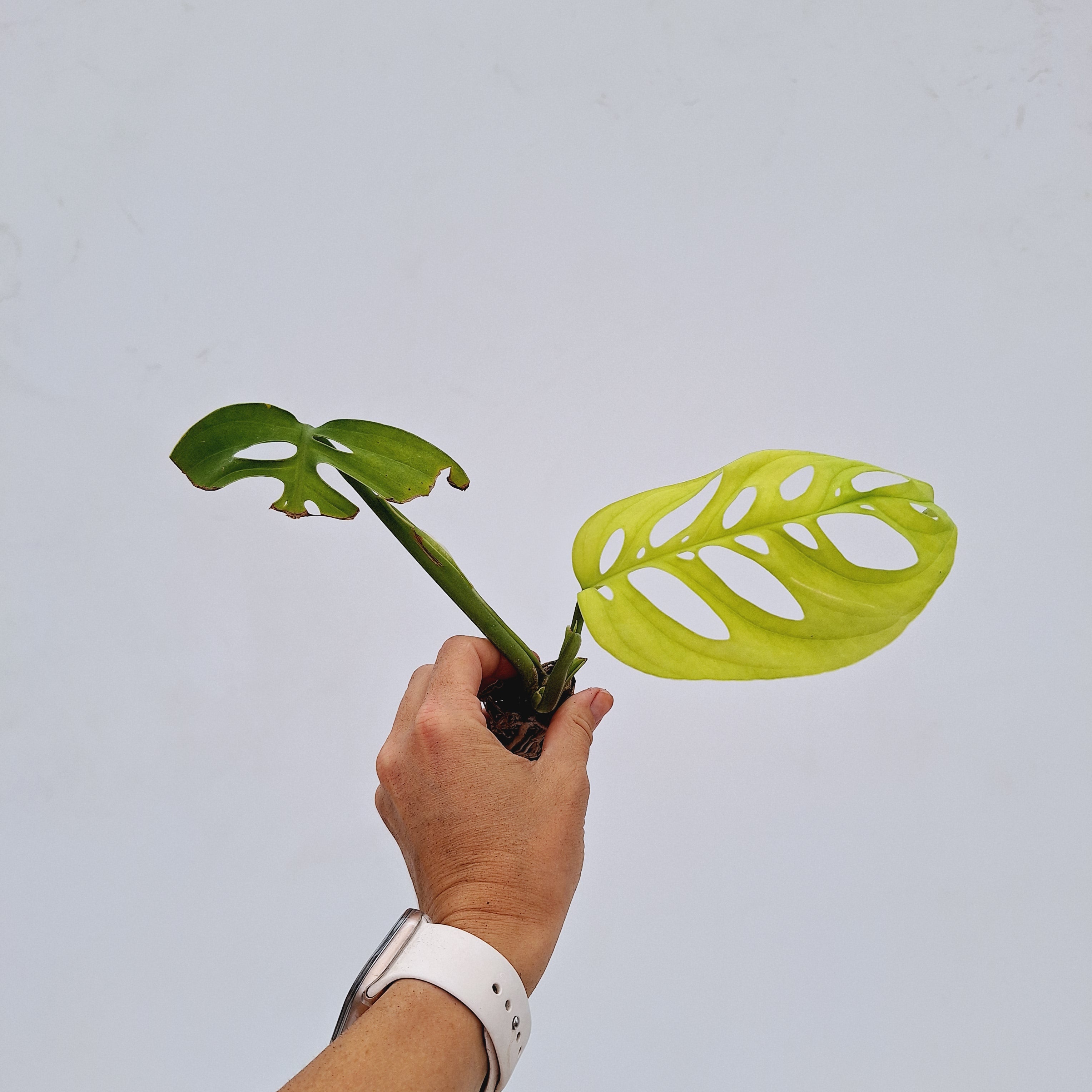 Monstera Esqueleto - Bare Bottom Baby