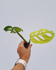 Monstera Esqueleto - Bare Bottom Baby