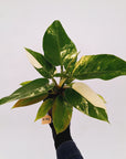 Philodendron imperial green variegata