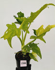Philodendron warscewiczii Gold Variegata