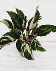 Calathea lietzei ‘White Fusion’