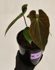 Anthurium 'Black Magic' - sale