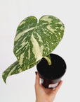 Monstera deliciosa Thai Constellation Sports