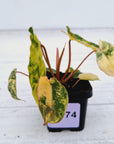 Philodendron billietiae Variegata