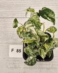 Epipremnum Pinnatum 'Marble' - SALE