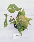 Philodendron gloriosum white vien variegata - SALE