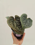Anthurium Luxurians