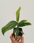 Monstera Lechleriana Variegated