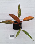 Philodendron 'Orange Princess'
