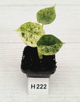 Alocasia baginda ‘Dragon Scale Mint'