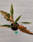 Philodendron serratum 'Caramel Marble' -flash sale